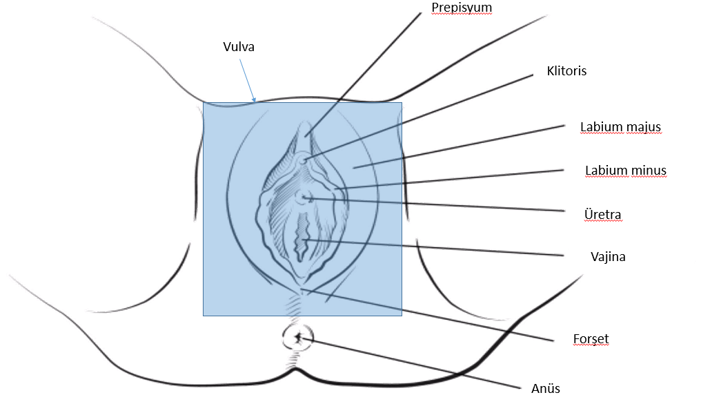 Vulva Kanseri